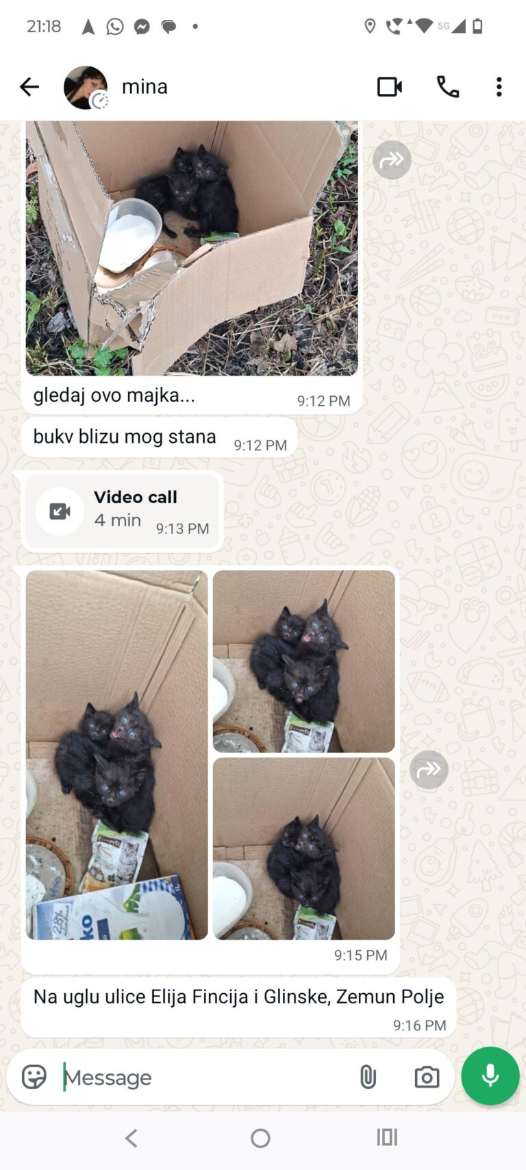 Pronađeni mačići u kutiji