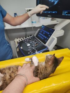 Maca Božica na klinici pregled